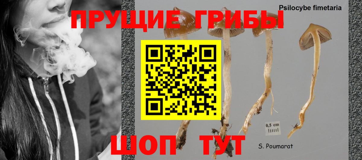 Саранск  Галлюциногенные грибы GOLDEN TEACHER  как найти наркотики  Псилоцибиновые грибы GOLDEN TEACHER  Вход с VPN 